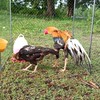 ชมรมอนุรักษ์ไก่พื้นเมืองไทยในอุดมทัศนีย์