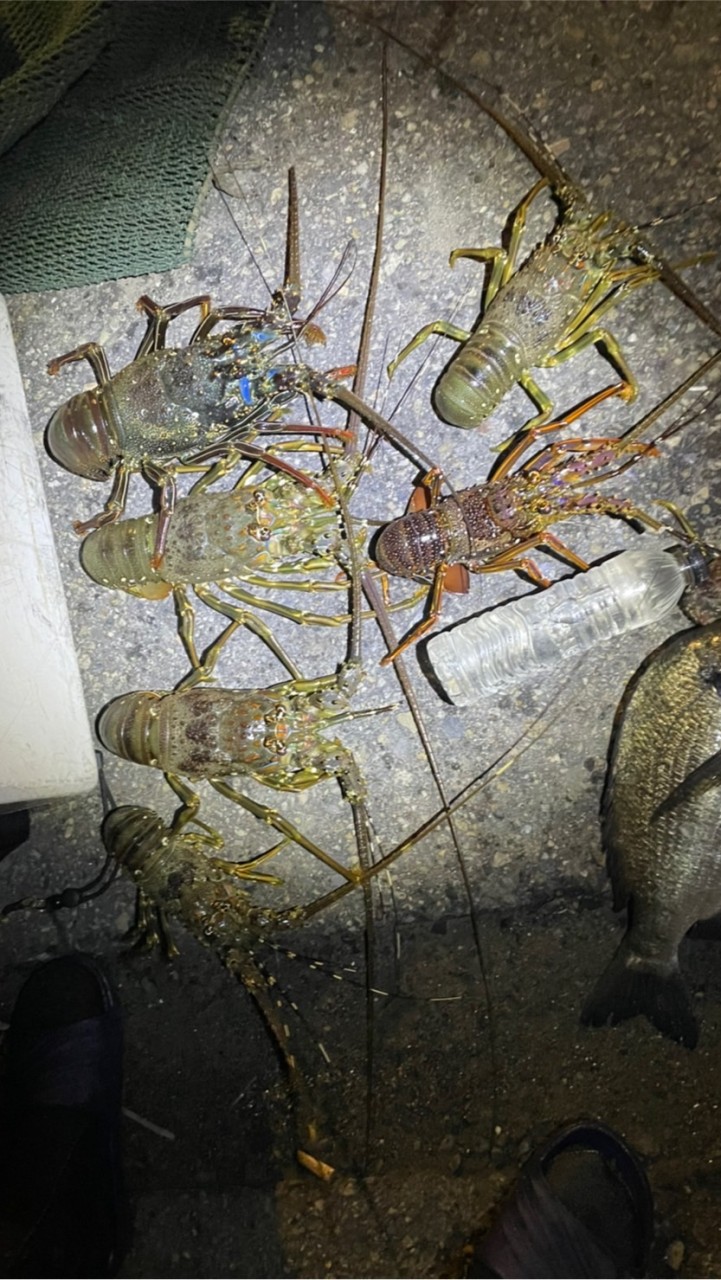 （海風）中部 野生龍蝦 花蟹 海鮮 野生為主