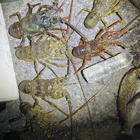 （海風）中部 野生龍蝦 花蟹 海鮮 野生為主