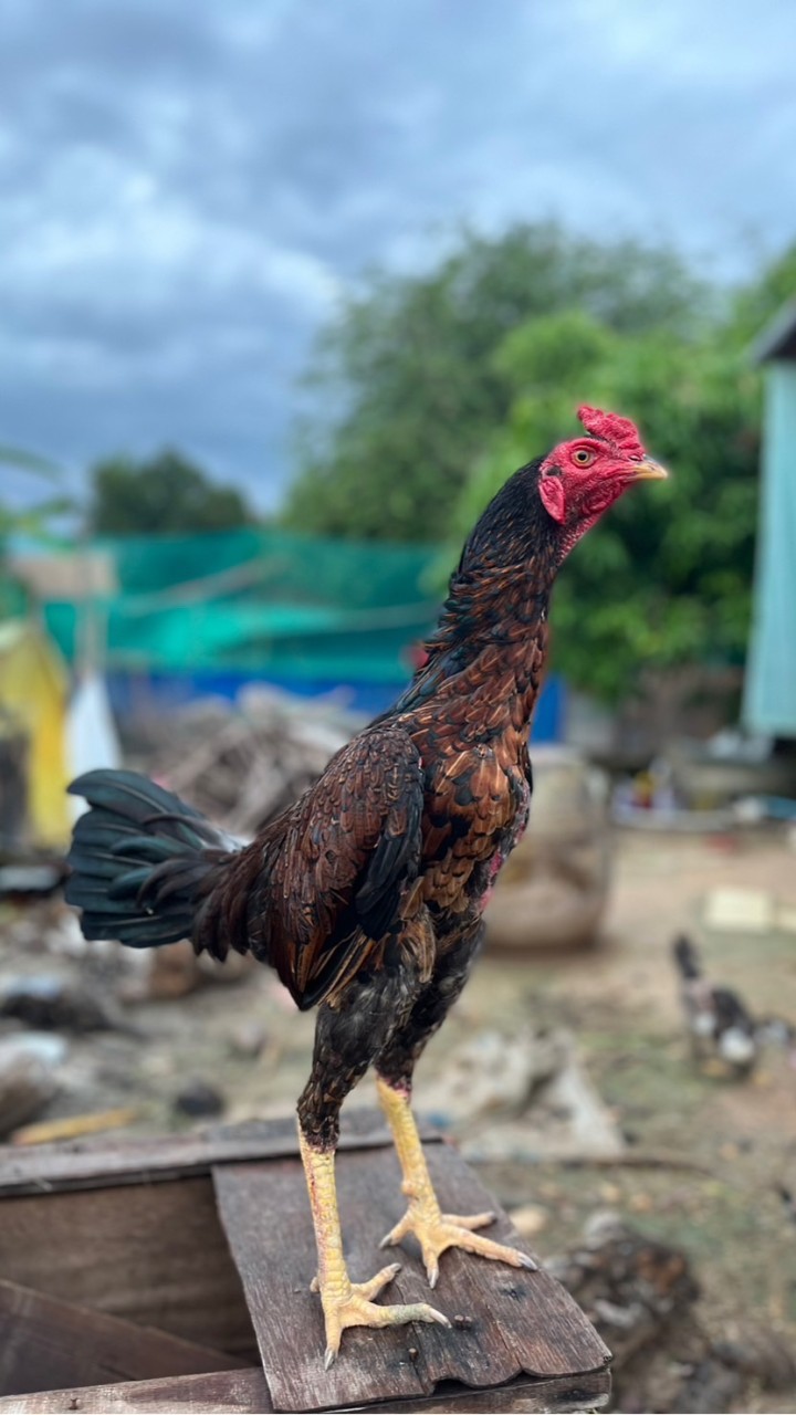 Gofgi(คนรักษ์ไก่ชน)