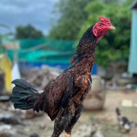 Gofgi(คนรักษ์ไก่ชน)