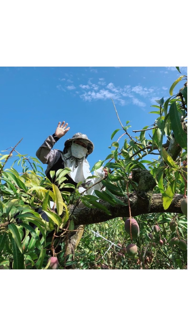 台南阿公果園🌳自產自銷🌳