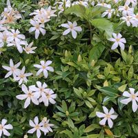 上ちゃんしょうがい部屋