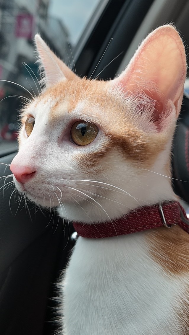 🐈小辣椒專屬優惠