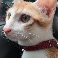 🐈小辣椒專屬優惠