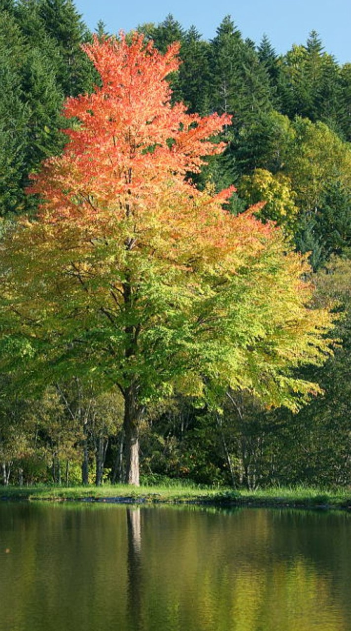 🌳🍁  木陰の    ♬音楽室♬  ♦ 雑談  &   ライブトーク♦