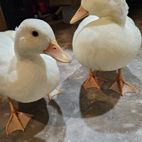 柯爾鴨…櫻桃鴨…菜肉鴨…各種鴨...哎鴨鴨鴨。交流