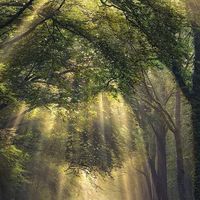 二之國SoulForest