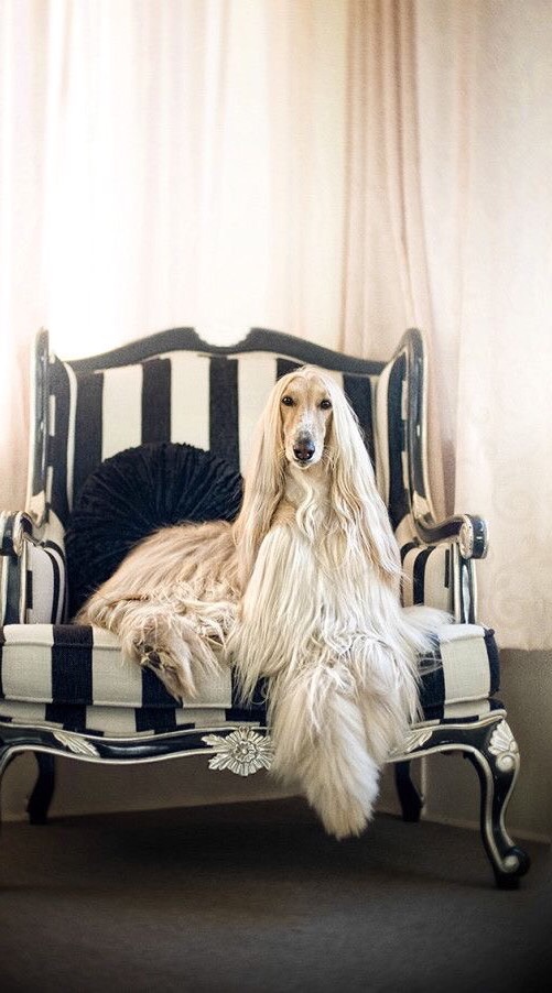 Afghan hound thailand