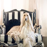 Afghan hound thailand