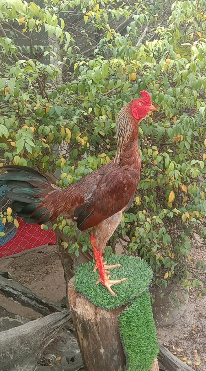 ไก่ชนพม่า (เพชรกลางดง)