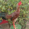 ไก่ชนพม่า (เพชรกลางดง)