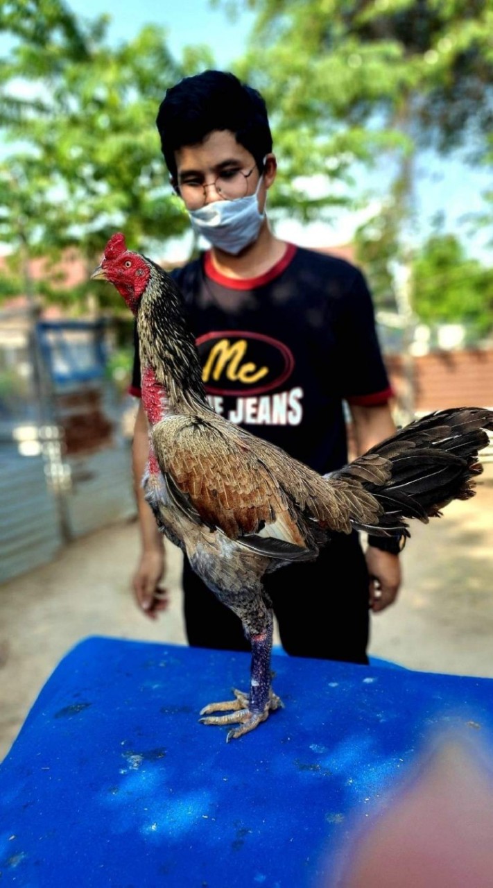 หนุ่มชลบุรีฟาล์ม สายพันธุ์จักริน