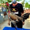 หนุ่มชลบุรีฟาล์ม สายพันธุ์จักริน