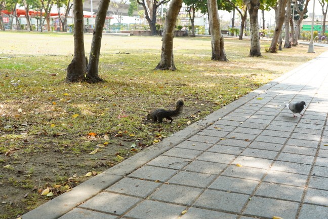 台中公園,台中東英公園,台中洋紅風鈴木,東英公園,東英公園網球場,松鼠公園,洋紅風鈴木,苦楝花,阿勃勒