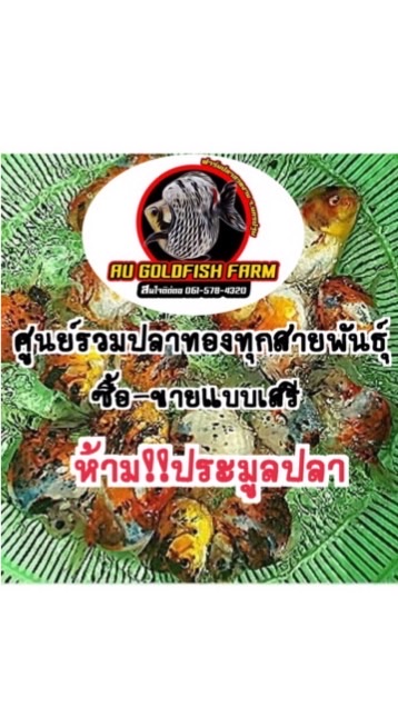 ศูนย์รวมปลาทองทุกสายพันธุ์ ซื้อ-ขายแบบเสรี (ห้ามประมูลปลา)