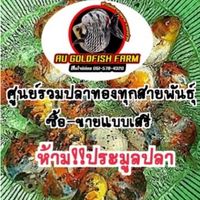 ศูนย์รวมปลาทองทุกสายพันธุ์ ซื้อ-ขายแบบเสรี (ห้ามประมูลปลา)