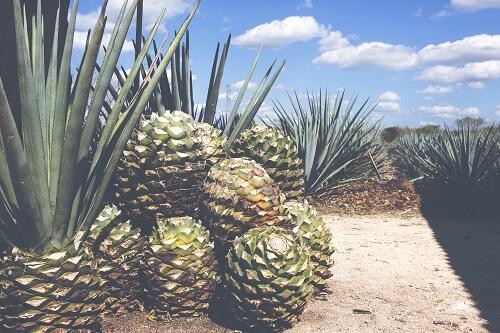 テキーラってどんなお酒 原料や種類など徹底解説 オリーブオイルをひとまわしニュース