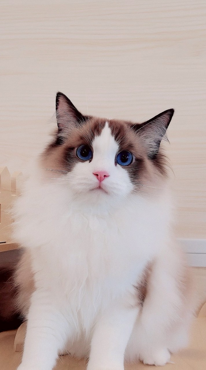 ณกานดา ธิษา Catery /Ragdoll British Scottish