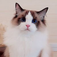 ณกานดา ธิษา Catery /Ragdoll British Scottish