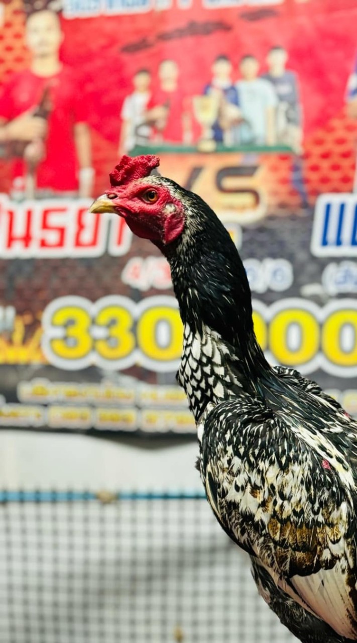 ซุ้ม ผ.ผาสุข ฟาร์มไก่ชน