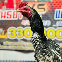 ซุ้ม ผ.ผาสุข ฟาร์มไก่ชน
