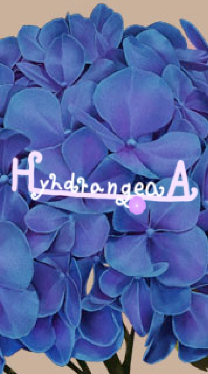 《hydrangea 》