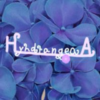 《hydrangea 》