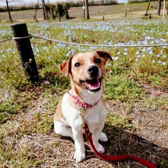 飼い主さんを困らせちゃう 邪魔かわいい 犬5選