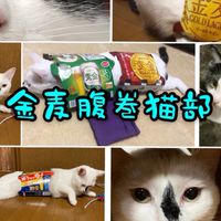 金麦腹巻猫部