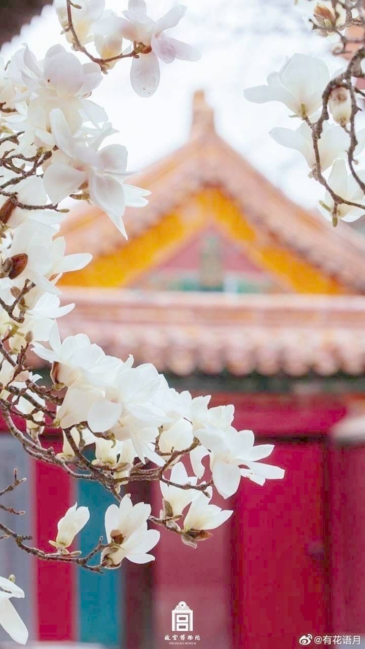 ᯓ🌙เล่ห์รักบัลลังก์โสภา┆โรลจีนโบราณ