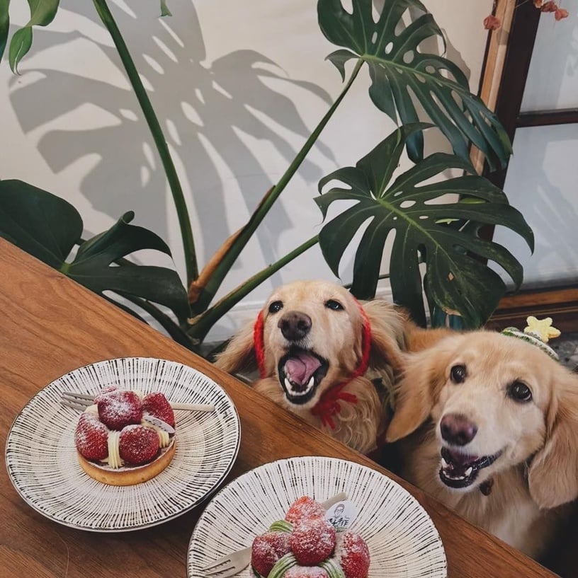 台中甜點推薦！台中10間新開幕甜點店：韓式可朗芙、圓可頌甜點控必吃，再推消暑冰粉