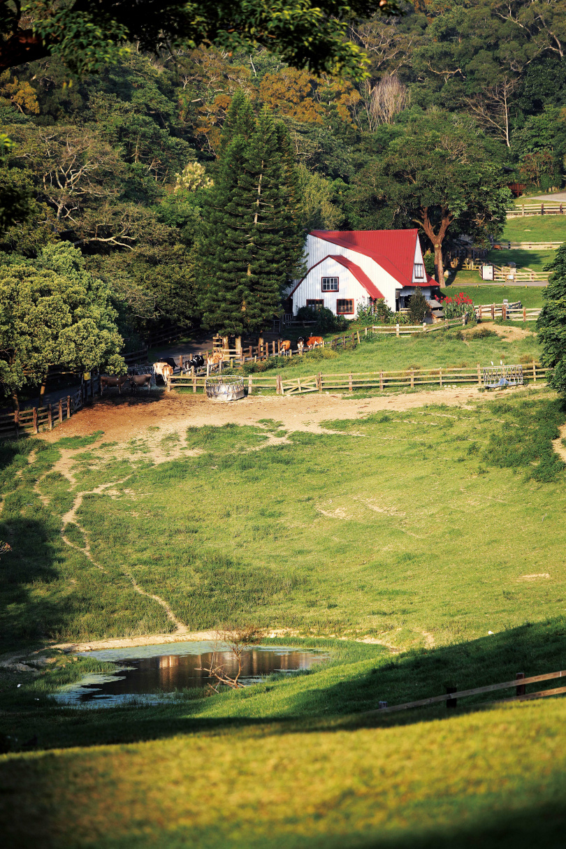 牛隻在開闊的園區悠閒覓食，吸引不少親子旅客造訪。（圖／于魯光攝）