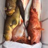 ゴムボート釣り🎣