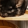 チンチラ