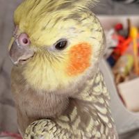 ちぃずのまったり雑談部屋＠オカメインコ・小鳥の育鳥相談