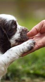 Dog training Thailand