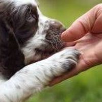 Dog training Thailand