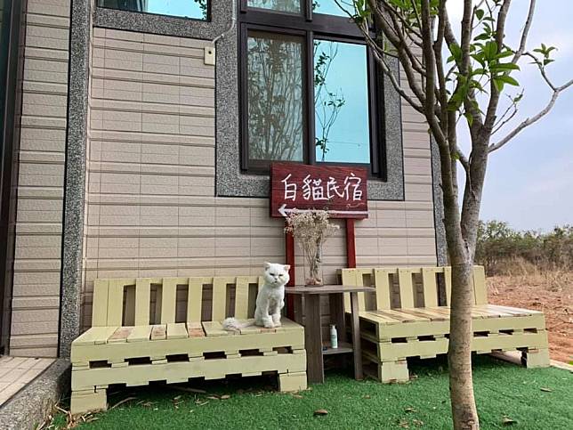 ▲顧名思義的白貓民宿，白貓等著你的造訪。（圖/白貓民宿）