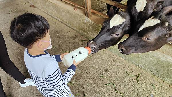 【彰化景點】大山休閒牧場-免門票費免停車費，還有餵牛喝奶、吃草等超多好玩的親子農場