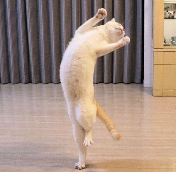 どんな気分 窓辺でくつろぐ猫が しっぽを振る 理由