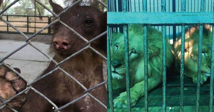 10 Potret Hewan Sirkus Sebelum Dan Sesudah Dilepas Ke Habitat Asli Brilio Net Line Today