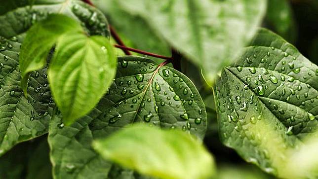 30 Kata Kata Tentang Embun Menyejukkan Dan Segarkan Jiwa Bola Com Line Today