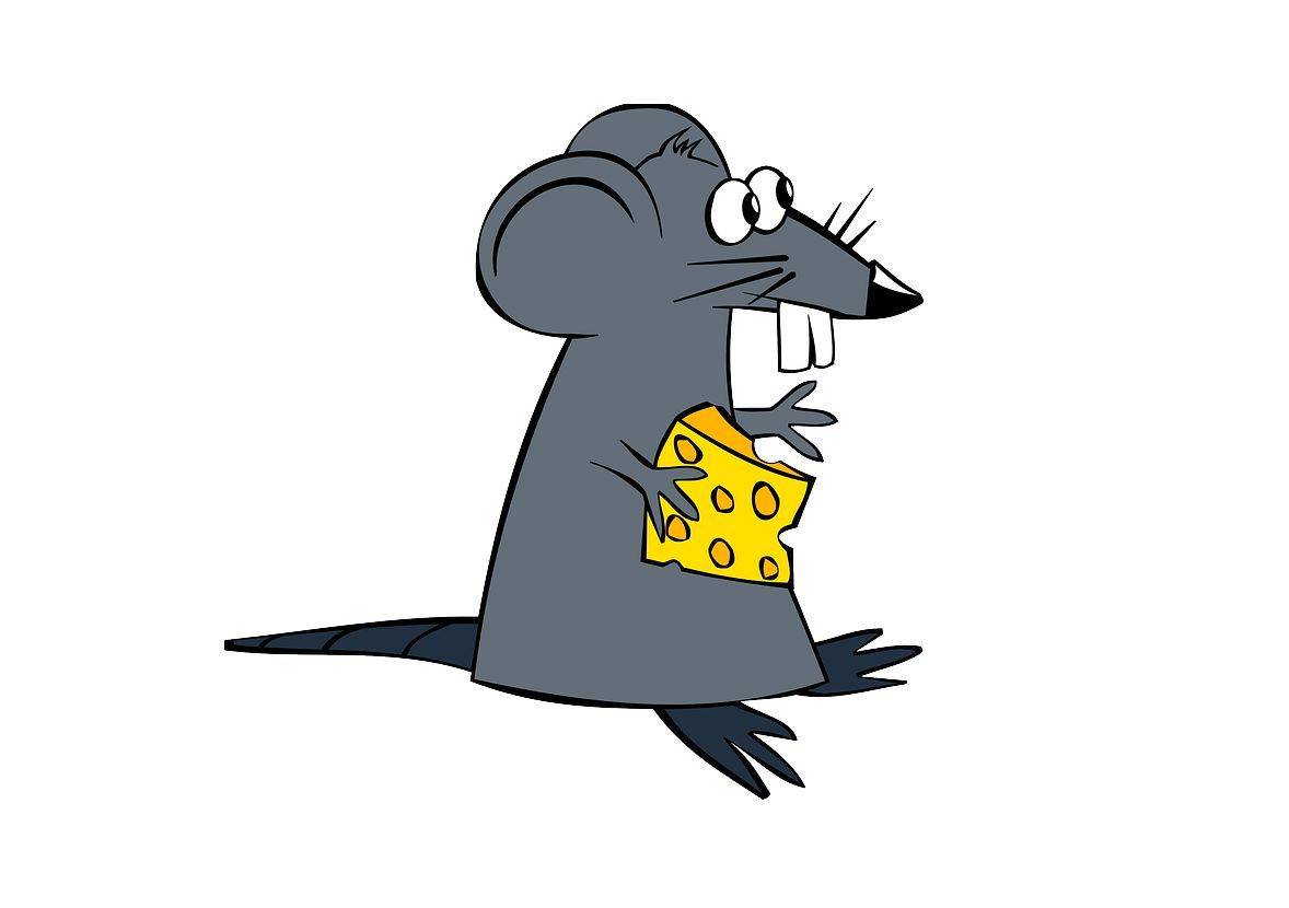 Jerry Si Tikus Suka Keju Apakah Benar Tikus Suka Makan Keju Bobo Id Line Today
