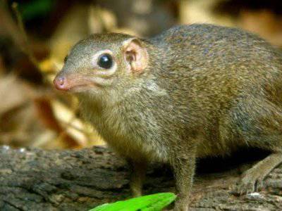 Tupai Hewan Pengerat Lucu Pemakan Serangga