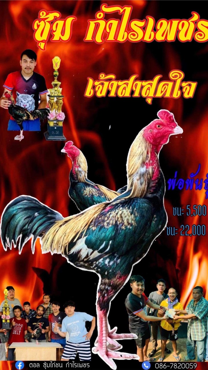 กลุ่มซื้อขายไก่ชน. แบบมีคลิปตัดสิ้นใจครับ
