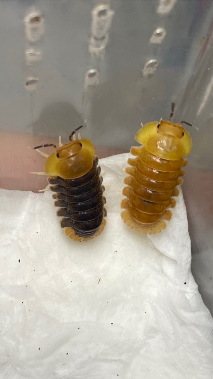 《鼠噗》測試 鼠婦