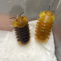 《鼠噗》測試 鼠婦