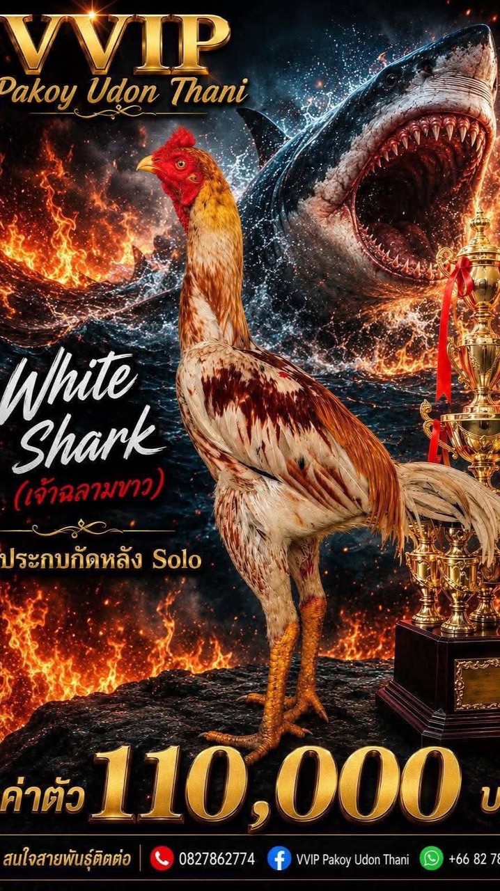 🦈🐔Vvip Pakoy Udon Thani🥁🥁
