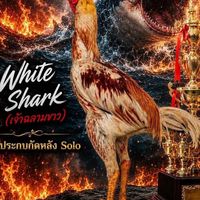 🦈🐔Vvip Pakoy Udon Thani🥁🥁